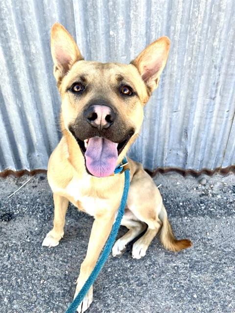 MILO - German Shepherd Dog available for adoption