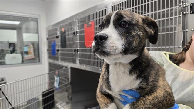 DUKE - Bulldog available for adoption