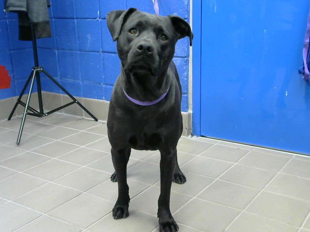 DAISY - American Pit Bull Terrier available for adoption