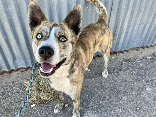CLARENCE - Husky / Catahoula Leopard Dog available for adoption