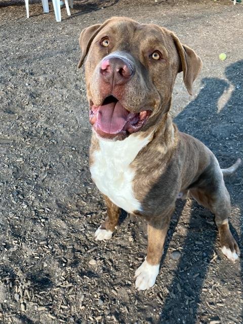 TONKA - American Pit Bull Terrier available for adoption