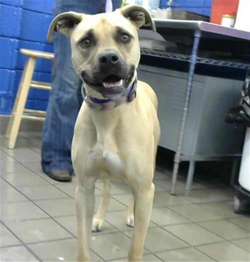 LOLLIE - American Pit Bull Terrier available for adoption