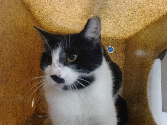 SALLY - Domestic Short Hair for adoption in Albuquerque