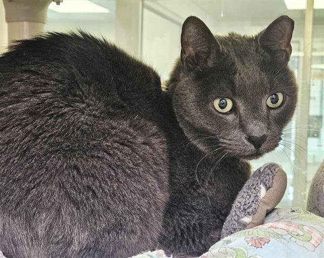 MR. CLAWS - Domestic Short Hair available for adoption