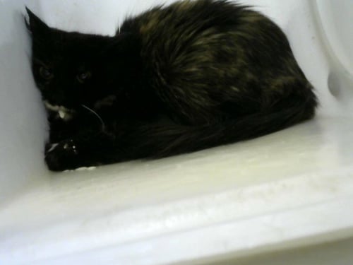 CANADA - Domestic Short Hair available for adoption