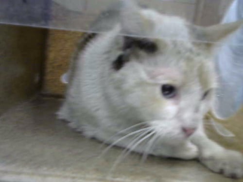 SQUASH - Domestic Short Hair available for adoption
