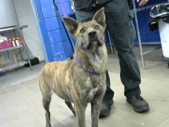 TINA - Dutch Shepherd available for adoption