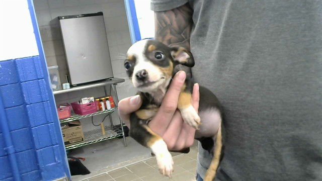 YUCCA - Jack Russell Terrier (Parson Russell Terrier) / Miniature Bull Terrier available for adoption