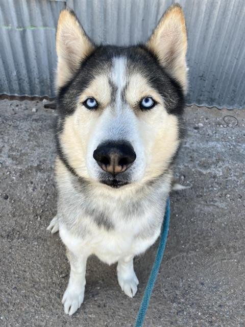 DEXTER - Husky / Siberian Husky available for adoption