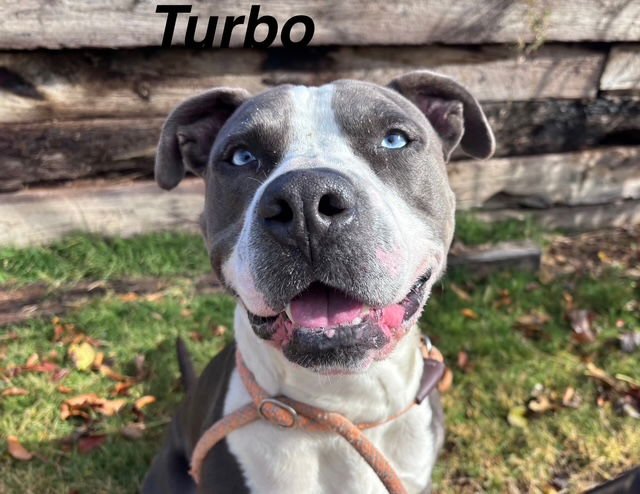 TURBO - Pit Bull Terrier available for adoption