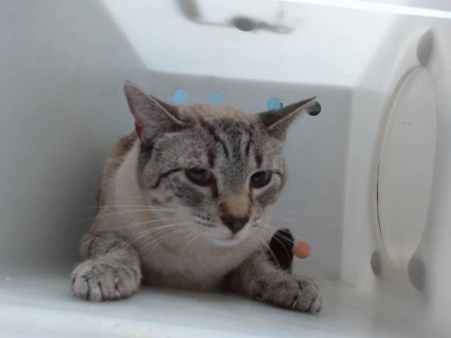 ZOEY - Domestic Short Hair available for adoption