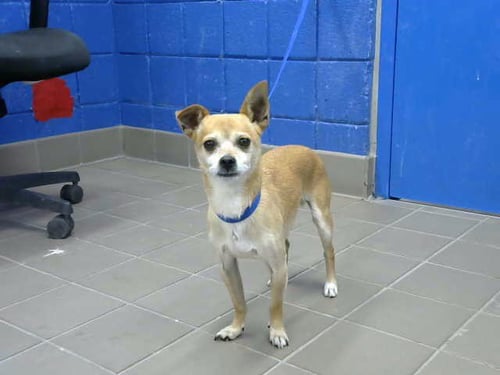 COCO - Chihuahua available for adoption
