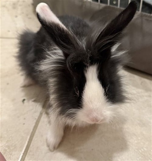 SAN - Shorthaired Rabbit available for adoption