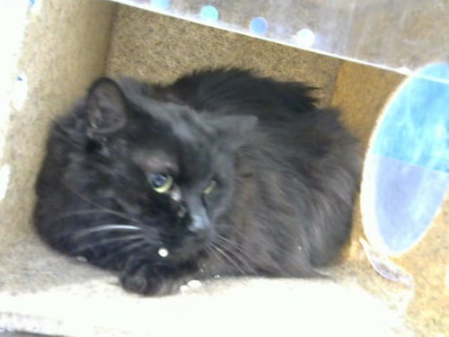 EMMA - Domestic Short Hair available for adoption