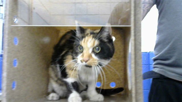 MOTH BALL - Domestic Short Hair available for adoption