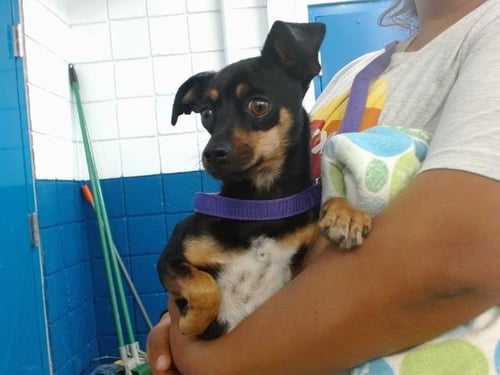 BILLY BOB - Miniature Pinscher available for adoption