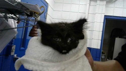KABOB - Domestic Short Hair available for adoption