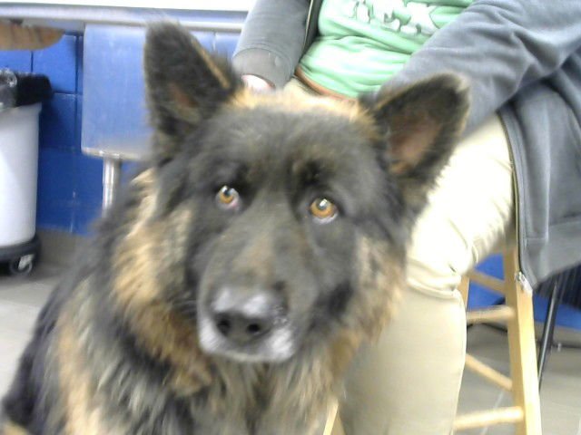 TUX - German Shepherd Dog available for adoption