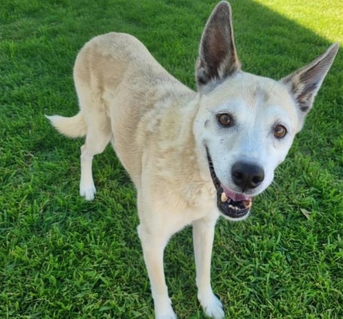TOGO - Siberian Husky available for adoption