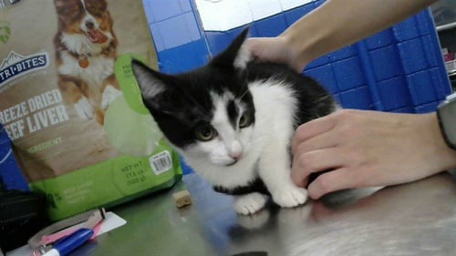 SKY - Domestic Short Hair available for adoption