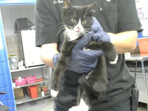 MICHELANGELO - Domestic Short Hair available for adoption