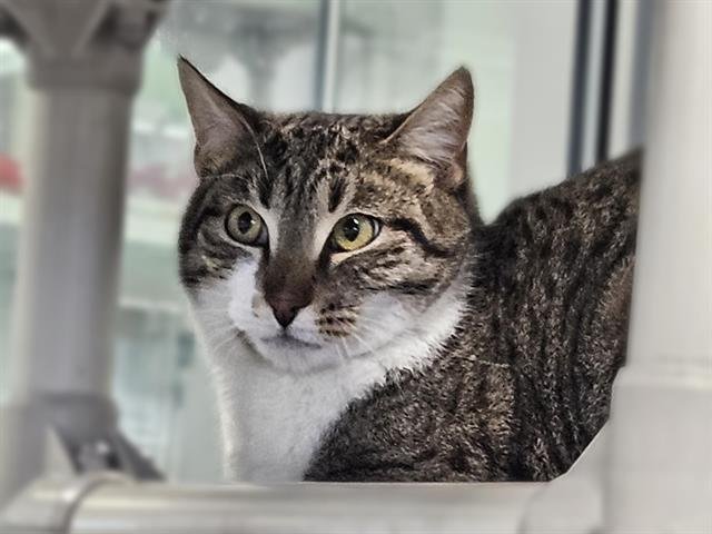 TUCKER - Domestic Short Hair available for adoption