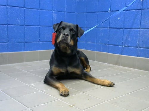 XENA - Rottweiler available for adoption