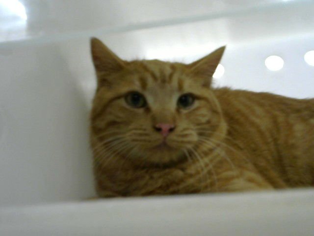 DRUMMY - Domestic Short Hair available for adoption