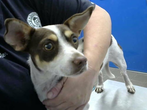 TING - Chihuahua available for adoption