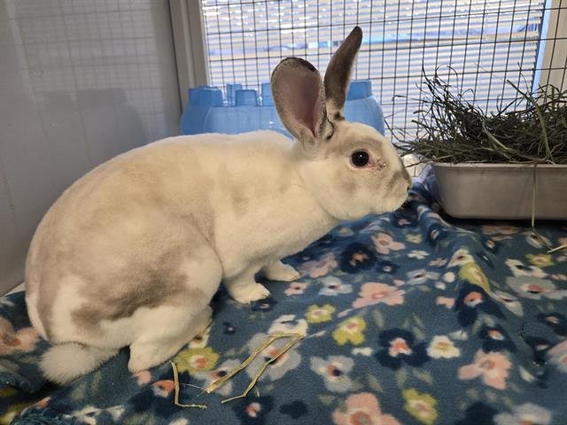 BOB - Shorthaired Rabbit available for adoption