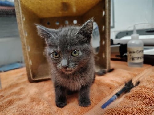 KIKI - Domestic Medium Hair available for adoption