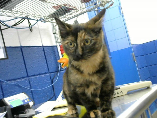 LOVE BUG - Domestic Short Hair available for adoption