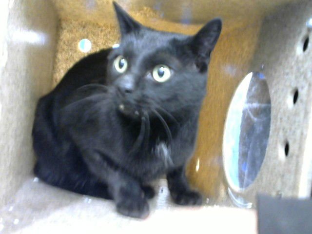 SHADOW - Domestic Short Hair available for adoption