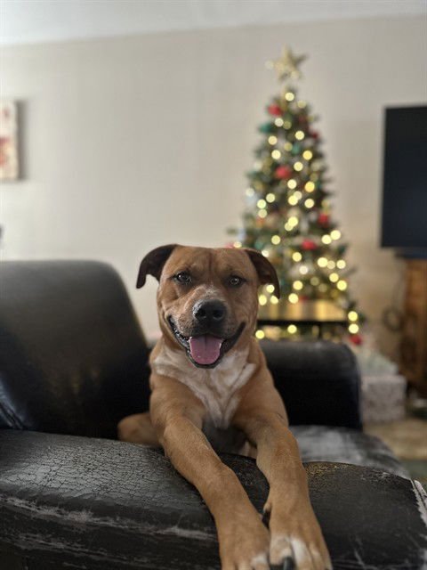 RED - American Pit Bull Terrier available for adoption