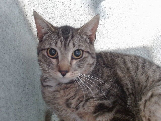 TAM - Domestic Short Hair available for adoption