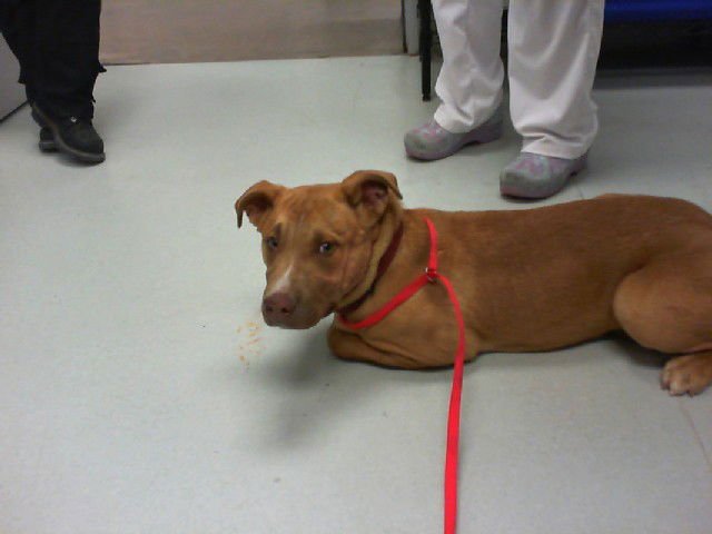 TESLA - American Pit Bull Terrier available for adoption