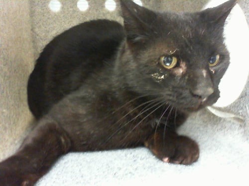 BENTLEY - Domestic Short Hair available for adoption