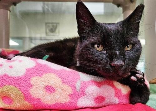 SASHIMI - Domestic Short Hair available for adoption