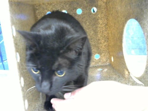 LLORONA - Domestic Short Hair available for adoption