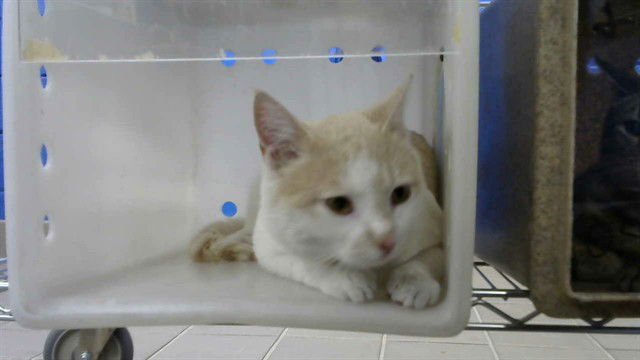 TUBI - Domestic Short Hair available for adoption