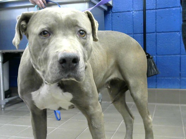 MICHILLE - Pit Bull Terrier available for adoption