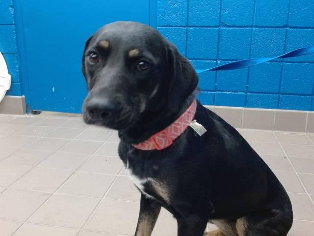 RILEY - German Shepherd Dog available for adoption