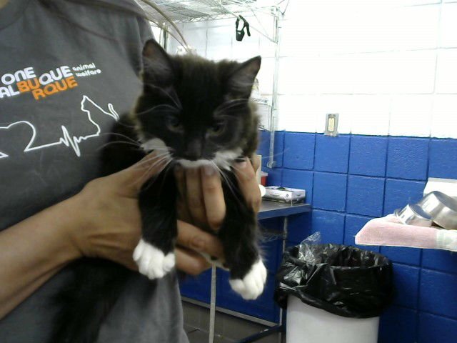 ARYA - Domestic Medium Hair available for adoption