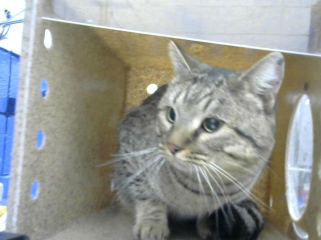 CAPYBARA - Domestic Short Hair available for adoption