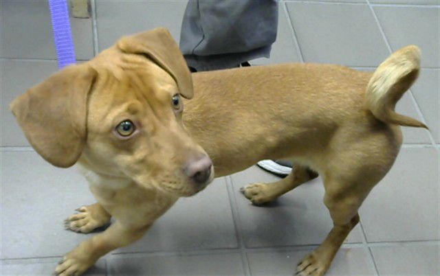 ROBERTA - Dachshund available for adoption