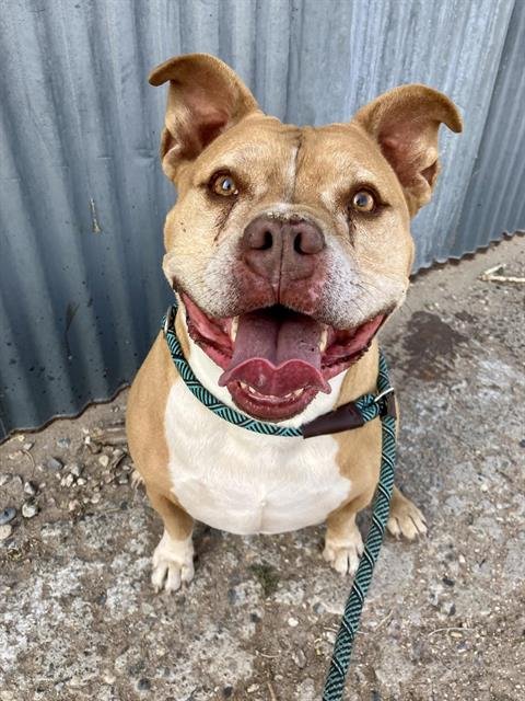 ARES - Pit Bull Terrier available for adoption