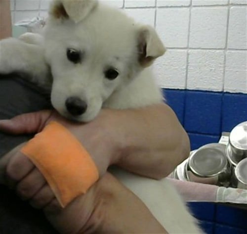 TINY DANCER - Husky available for adoption