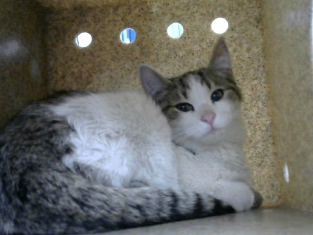 SPUNKY - Domestic Short Hair available for adoption