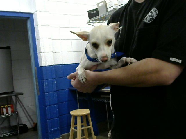 BELLA - Chihuahua available for adoption