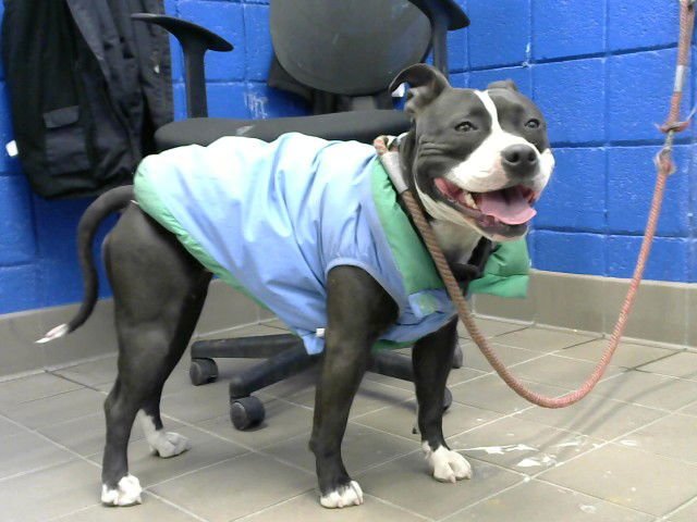 SWEETS - American Pit Bull Terrier available for adoption